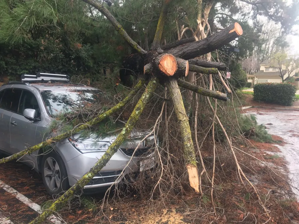 Top-rated lawn care service in Sonora, CA - Bellizzi Tree Service