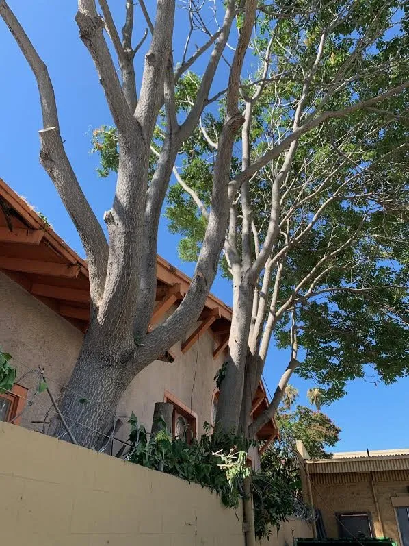 Custom residential landscaping for beautiful yards in Sonora, CA by Bellizzi Tree Service