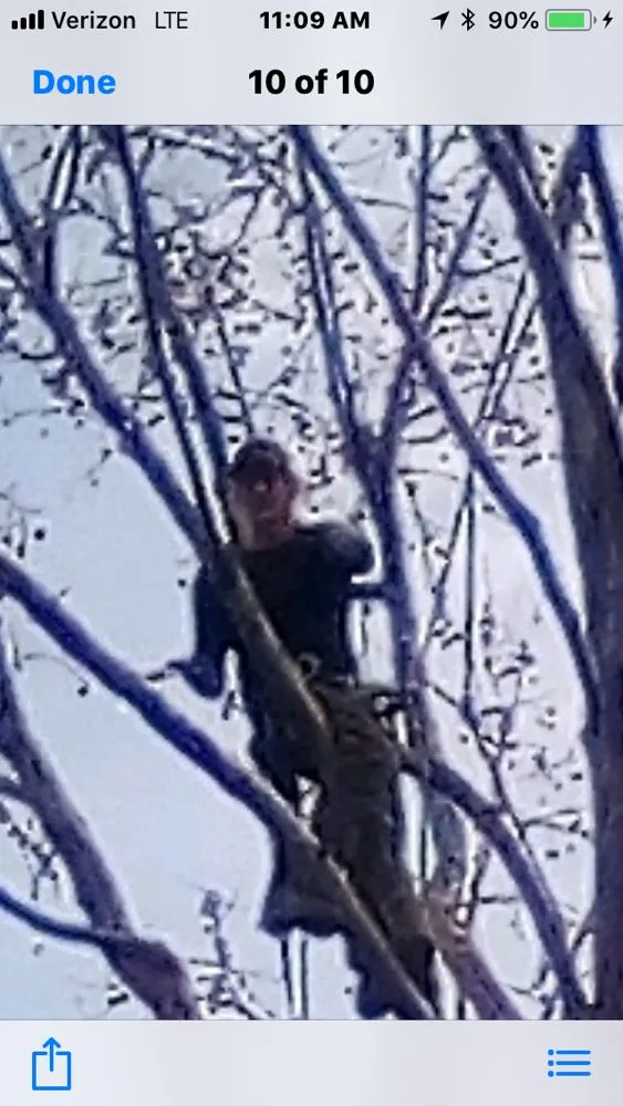 Top-rated yard cleanup service with custom design across Sonora, CA - Bellizzi Tree Service