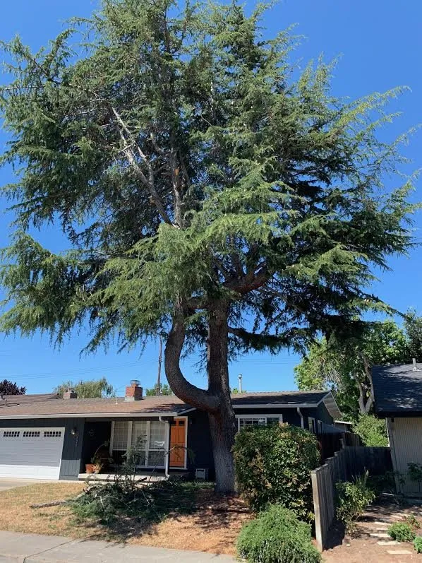 Top-rated lawn mowing service in Sonora, CA - Bellizzi Tree Service