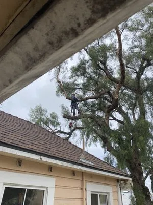 Bellizzi Tree Service Logo