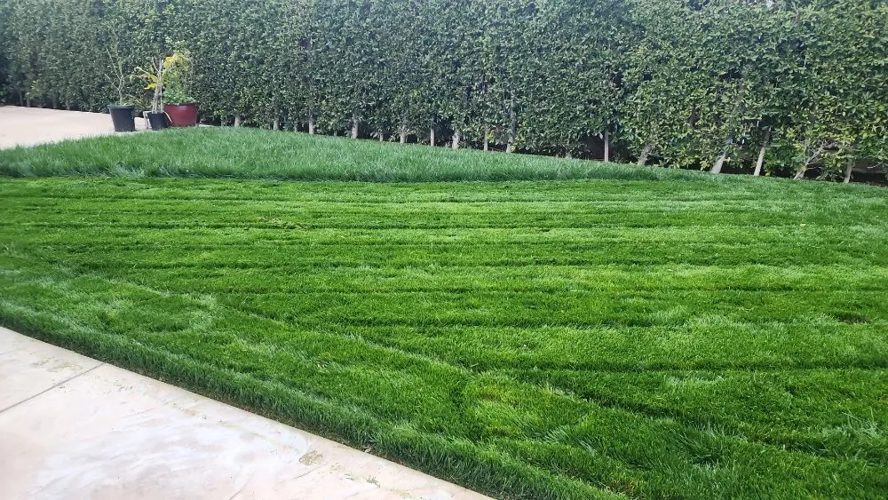 Local lawn care service for residential properties in North Hollywood, CA by Bello's hardscape landscape and turff