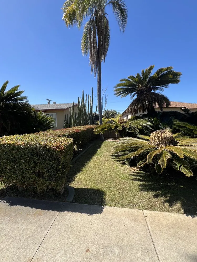 Top-rated lawn care service for homes in San Diego, CA by Bello’s Landscaping