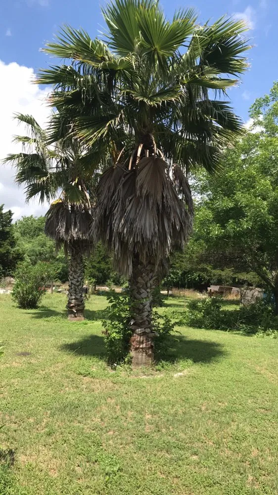 Affordable lawn mowing service experts serving Lockhart, TX - Bello’s Lawn & Tree Service