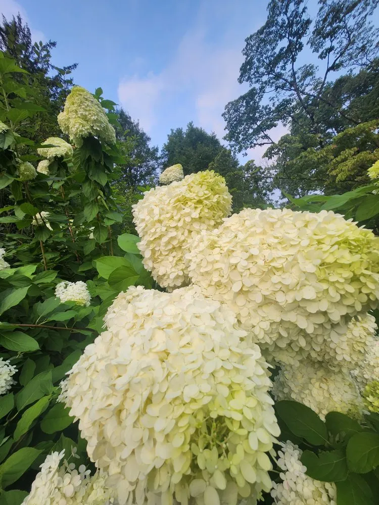 Custom yard maintenance in Upper Darby Township, PA - Bellosa Landscaping Full Seasons