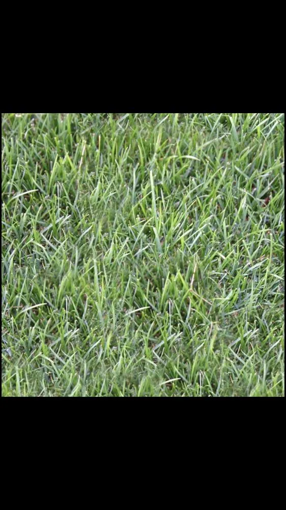 Reliable residential landscaping in Beaumont, TX by Bells & Whistles