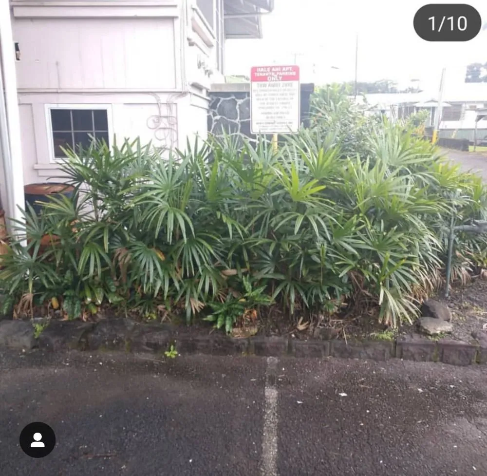 Affordable yard cleanup service in Keaau, HI by Bell's Roots 2 Roof