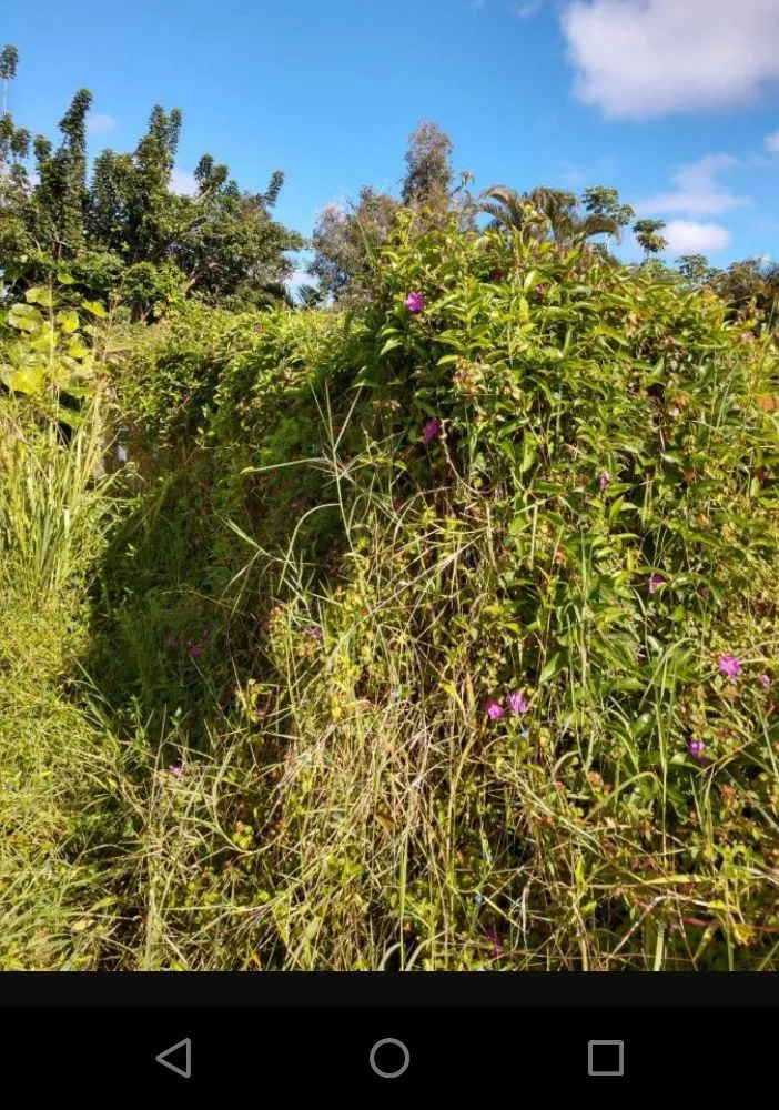 Top-rated landscape installation in Keaau, HI by Bell's Roots 2 Roof