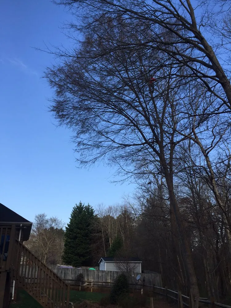 Reliable landscaping services experts serving Belmont, NC - Belmont Tree and Landscaping