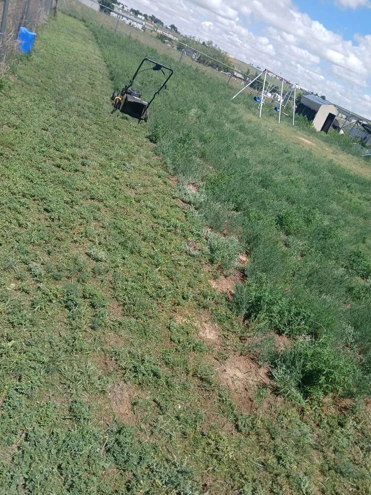 Local lawn care service for outdoor upgrades in Amarillo, TX by Beltran Mowing Service