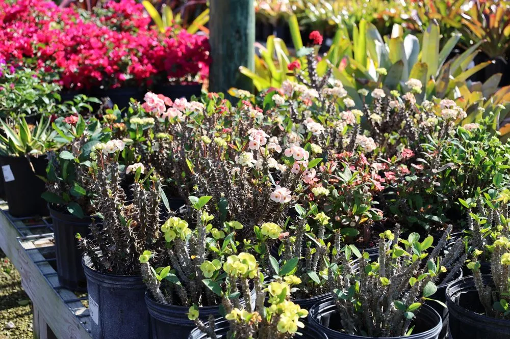 Trusted lawn mowing service for residential properties across Bokeelia, FL - Beltran's Nursery & Landscape