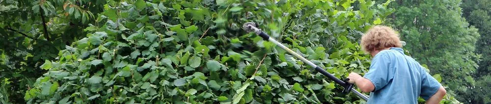 Affordable landscaping services in Memphis, TN - Beltrans Professional Lawn Care