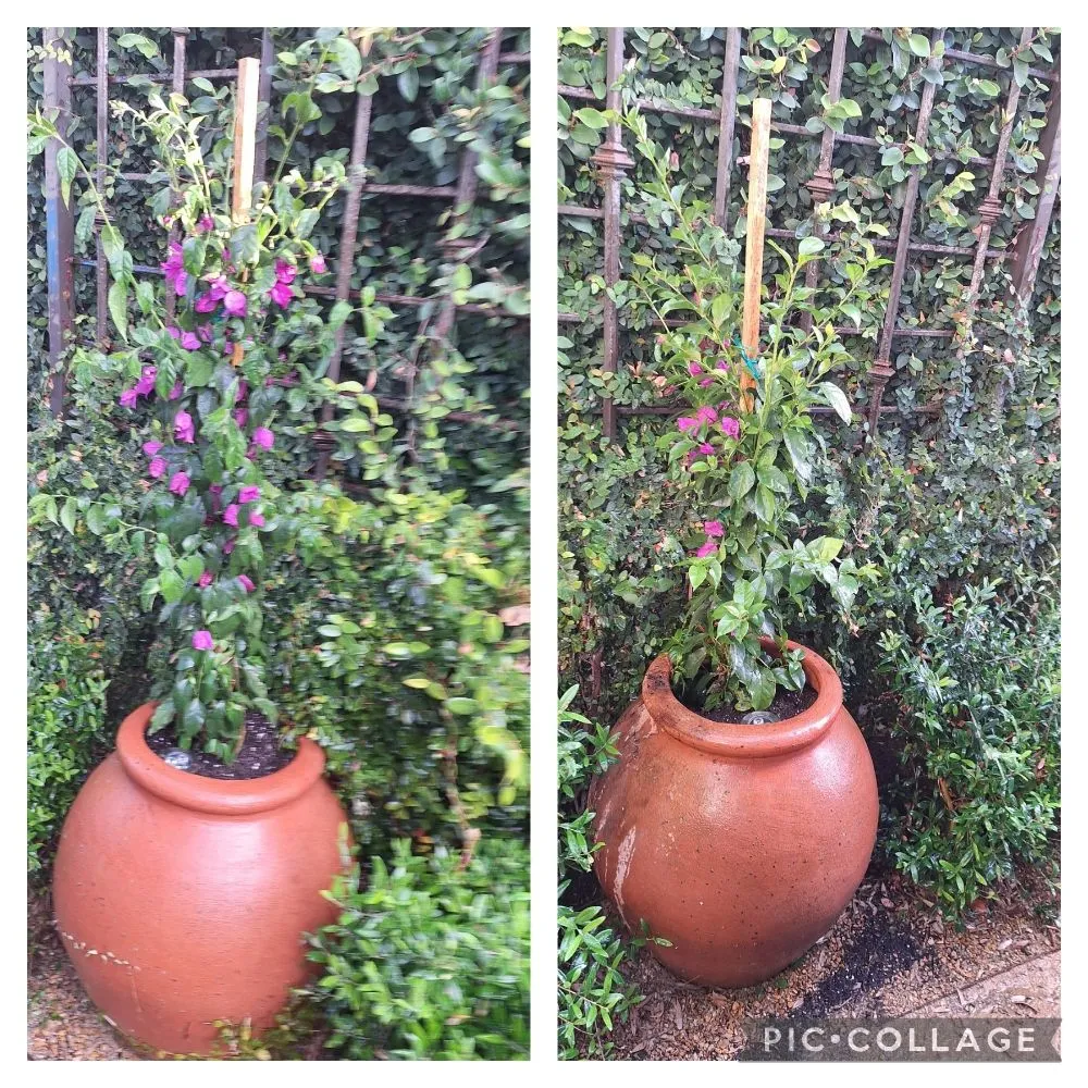 Local outdoor landscaping in San Luis Obispo, CA by Beltron Landscaping and Services