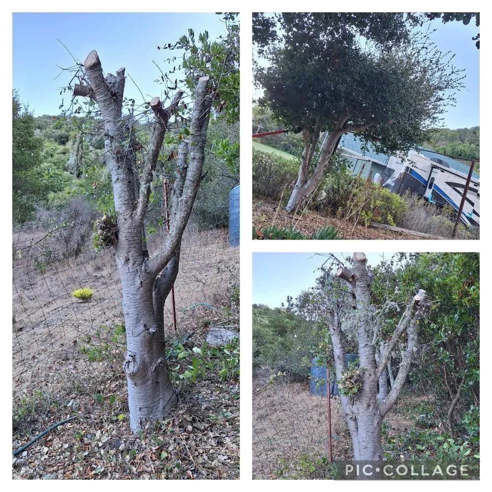 Professional yard cleanup service in San Luis Obispo, CA - Beltron Landscaping and Services