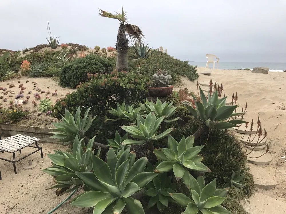 Reliable yard maintenance in Newport Beach, CA - Belville Group Landscaping Services