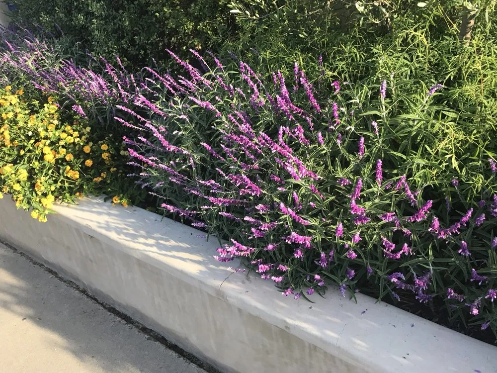 Expert landscape installation for outdoor upgrades across Newport Beach, CA - Belville Group Landscaping Services