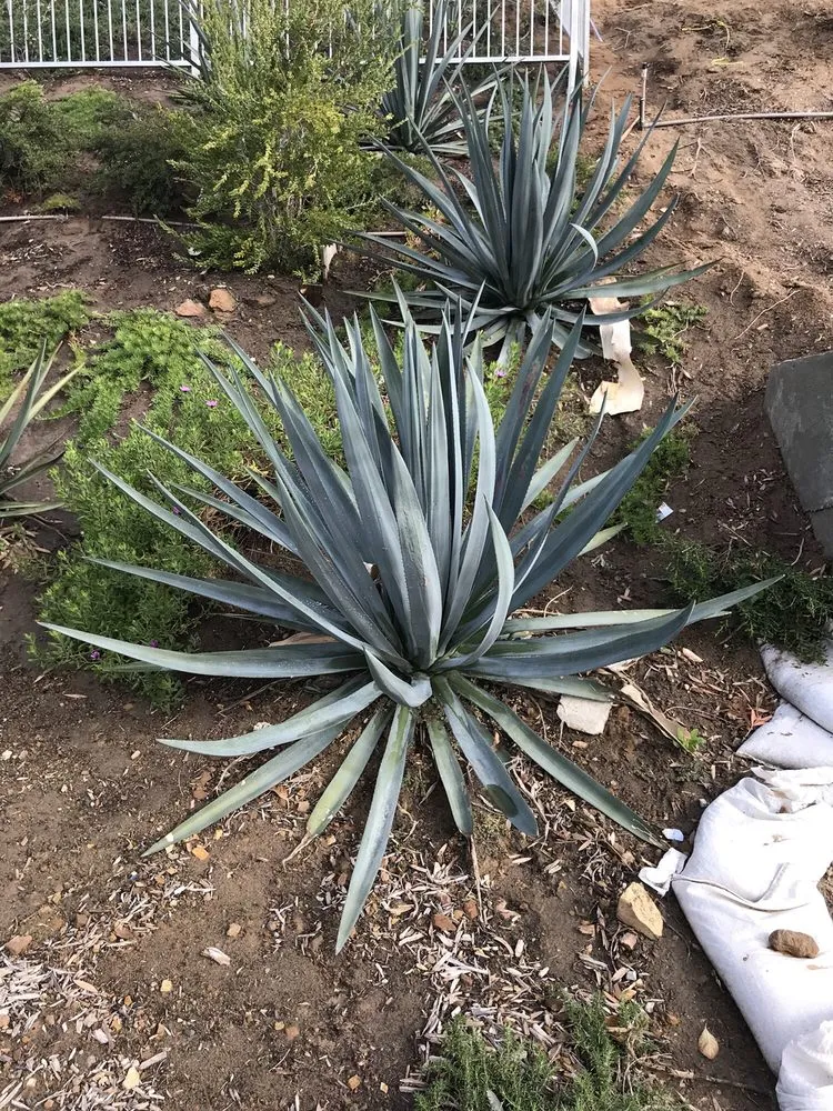 Expert yard cleanup service in Newport Beach, CA by Belville Group Landscaping Services