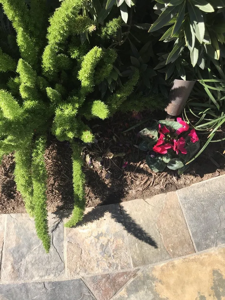 Trusted yard maintenance in Newport Beach, CA by Belville Group Landscaping Services