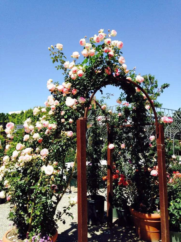 Expert landscape installation with custom design across Newport Beach, CA - Belville Group Landscaping Services