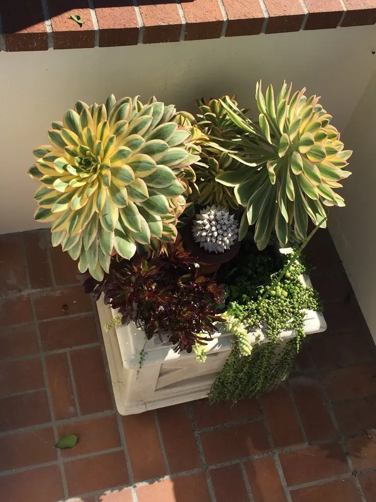 Reliable yard cleanup service in Newport Beach, CA - Belville Group Landscaping Services