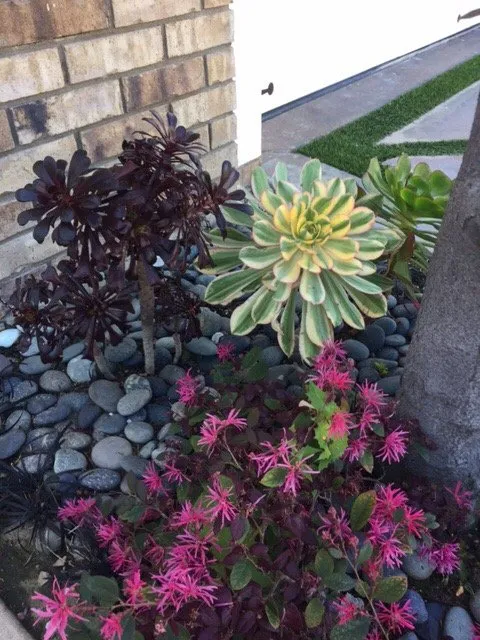 Local lawn care service for residential properties across Newport Beach, CA - Belville Group Landscaping Services