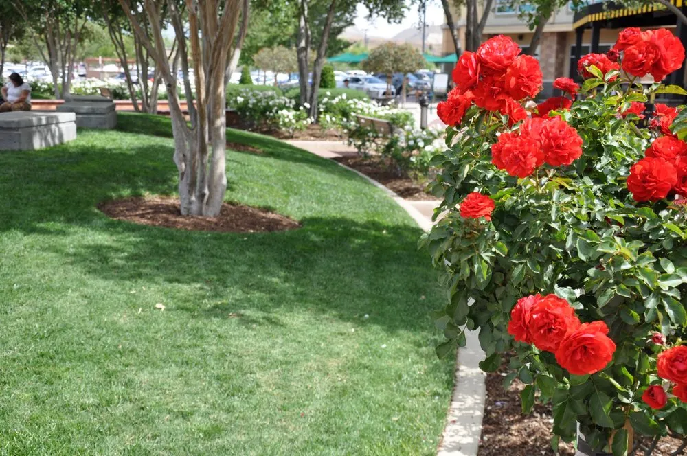 Affordable lawn care service for beautiful yards across San Clemente, CA - Bemus Landscape