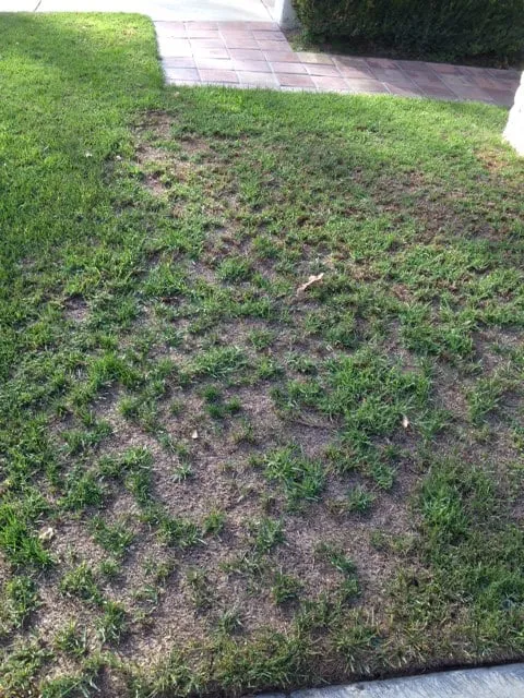 Affordable lawn care service in San Clemente, CA - Bemus Landscape