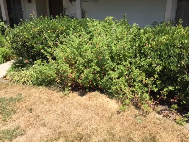 Professional landscape installation for homes across San Clemente, CA - Bemus Landscape