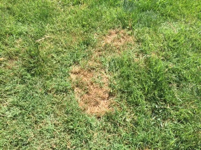 Expert yard cleanup service for year-round maintenance in San Clemente, CA by Bemus Landscape