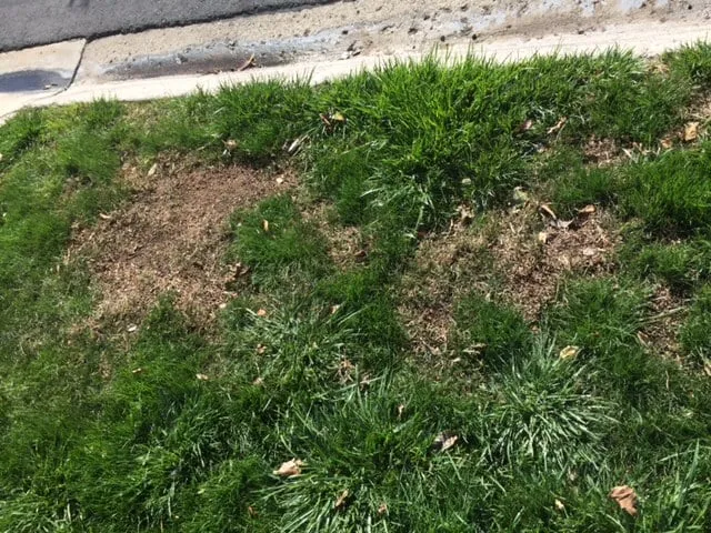 Trusted landscape installation for homes across San Clemente, CA - Bemus Landscape