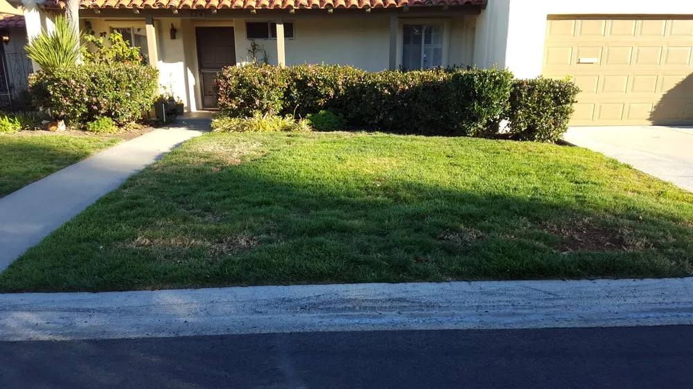 Expert yard maintenance in San Clemente, CA by Bemus Landscape