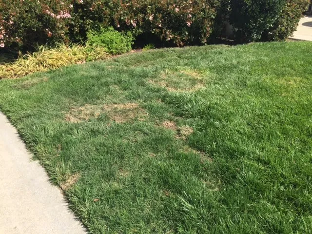 Professional landscape design in San Clemente, CA by Bemus Landscape