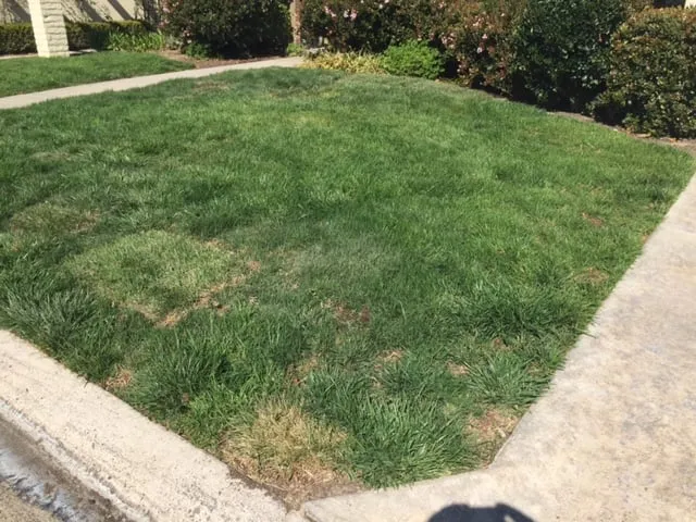 Custom lawn mowing service in San Clemente, CA - Bemus Landscape