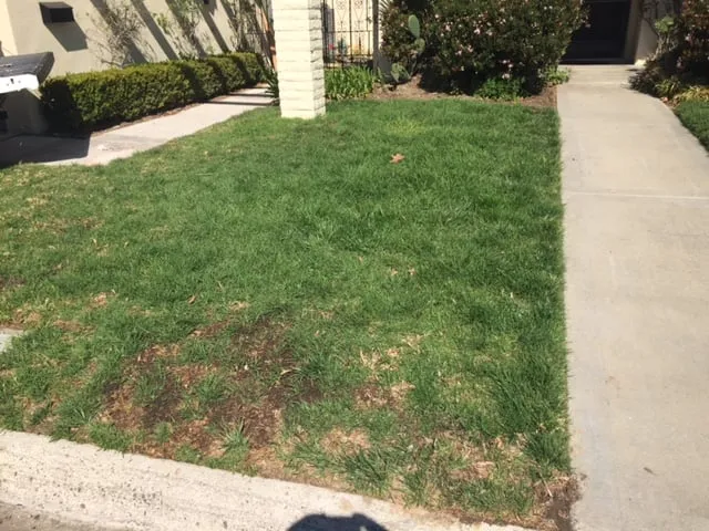 Top-rated residential landscaping experts serving San Clemente, CA - Bemus Landscape