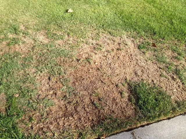 Reliable outdoor landscaping in San Clemente, CA - Bemus Landscape