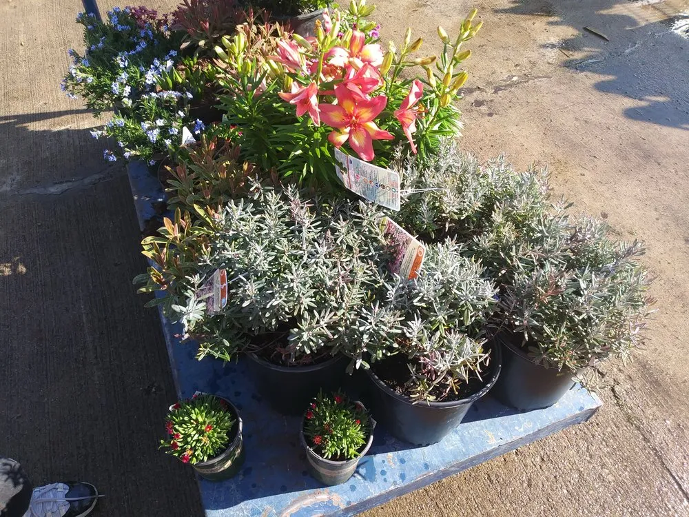 Professional residential landscaping in Holly Hill, FL - Ben Ashore Contracting