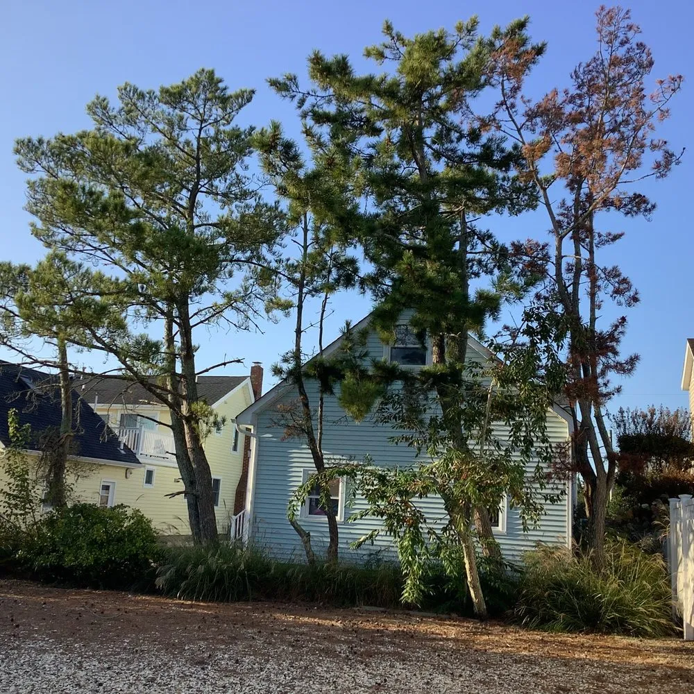 Affordable lawn care service experts serving Barnegat, NJ - Ben Bivins Tree Experts