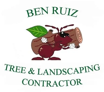 Top-rated yard cleanup service in Redwood City, CA - Ben Ruiz Tree & Landscaping Contractor