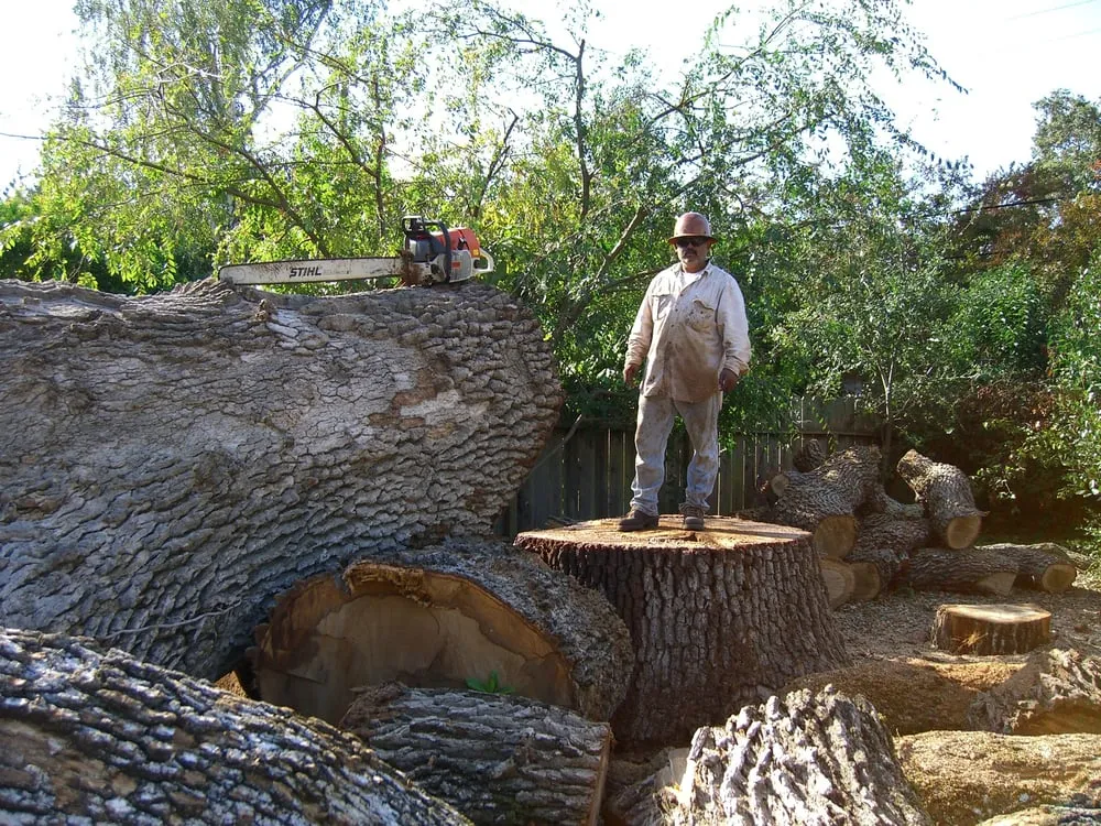 Affordable lawn care service experts serving Redwood City, CA - Ben Ruiz Tree & Landscaping Contractor