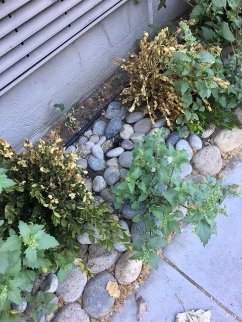 Affordable residential landscaping in Redwood City, CA by Ben Ruiz Tree & Landscaping Contractor