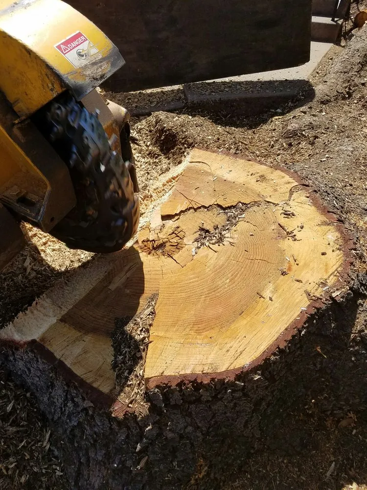 Professional lawn care service experts serving Redwood City, CA - Ben Ruiz Tree & Landscaping Contractor