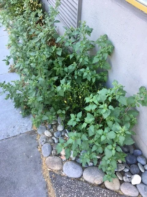 Affordable yard cleanup service for homes across Redwood City, CA - Ben Ruiz Tree & Landscaping Contractor