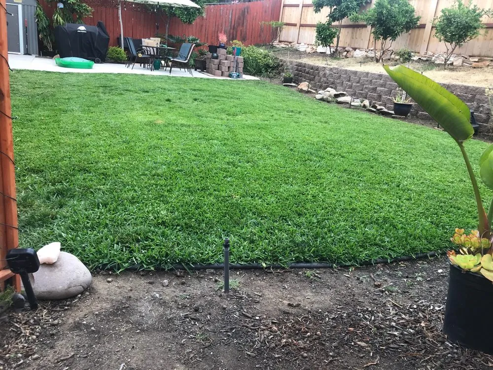 Local yard cleanup service in Spring Valley, CA by Benavides Gardening