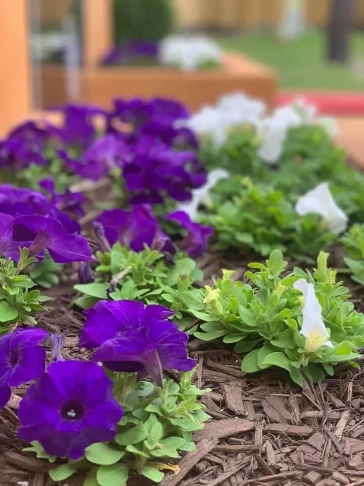 Top-rated landscape design experts serving Houston, TX - Benavides Lawn Services