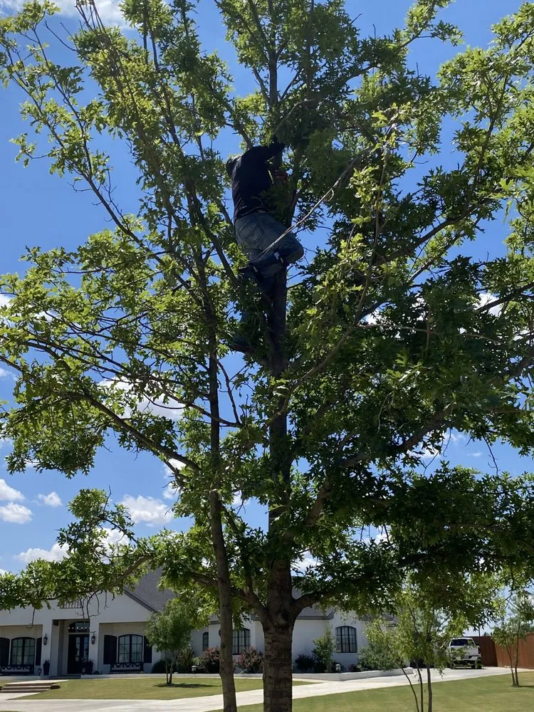 Custom lawn care service experts serving Lubbock, TX - Benavides Tree Trimming & Removal