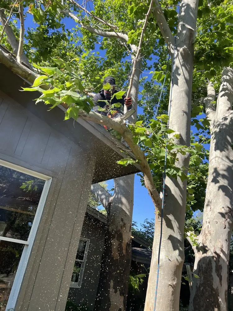 Top-rated yard cleanup service in Lubbock, TX - Benavides Tree Trimming & Removal