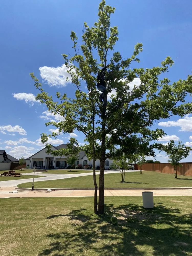 Local residential landscaping in Lubbock, TX by Benavides Tree Trimming & Removal