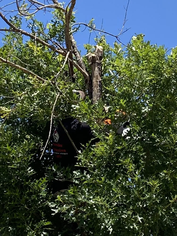 Expert yard cleanup service with custom design across Lubbock, TX - Benavides Tree Trimming & Removal