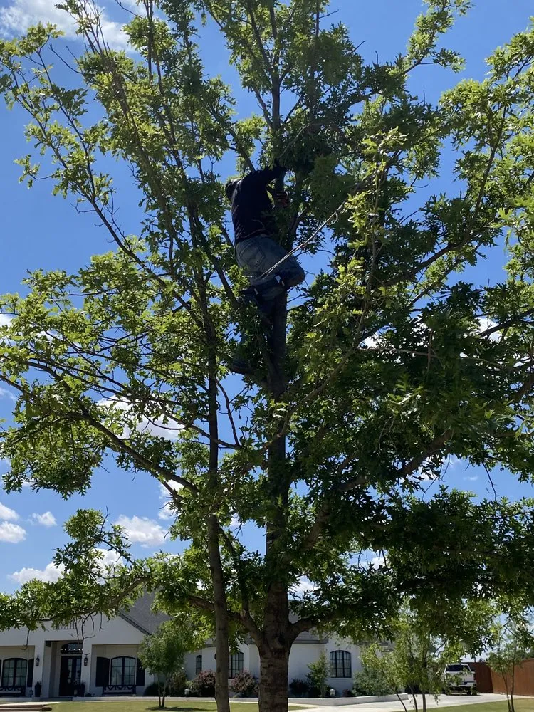 Professional landscape installation near you across Lubbock, TX - Benavides Tree Trimming & Removal