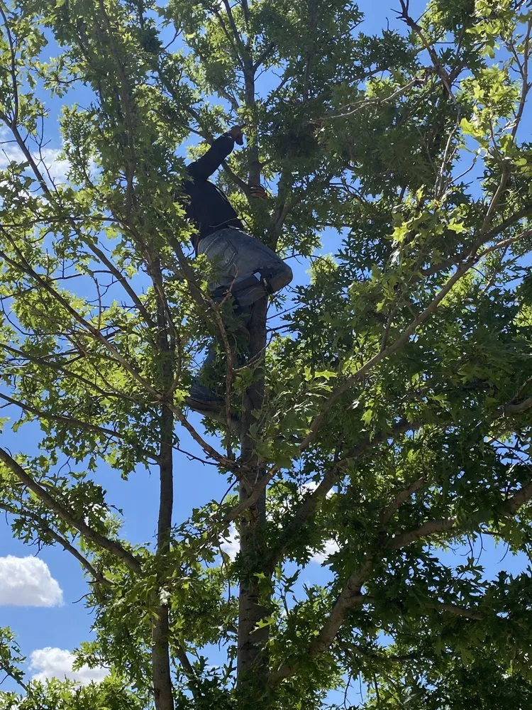 Local garden landscaping for homes across Lubbock, TX - Benavides Tree Trimming & Removal